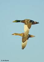 Mallard pair in flight