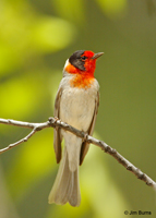 Red-faced Warbler adult