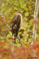 Sharp-shinned Hawk juvenile female perched