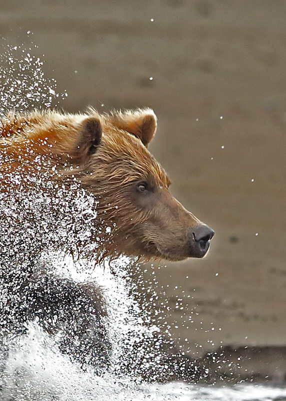 Brown Bear chasing salmon #2