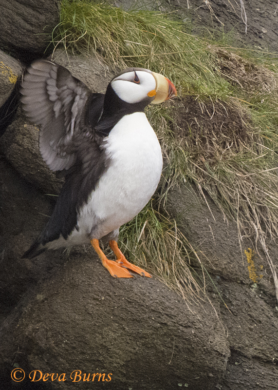 Horned Puffin wingstretch