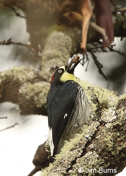 Acorn Woodpecker, Irazu Volcano NP