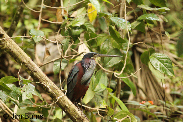 Agami Heron rain forest