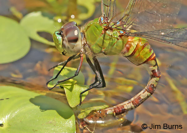 Amazon Darner female close-up ovipositing in water lilies, Turrialba CR, August 2014