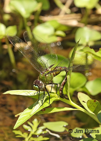 Amazon Darner female ovipositing, Turrialba CR, August 2014