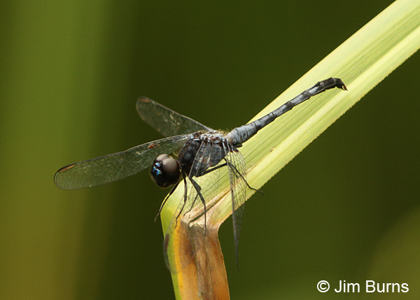 Andagoya Dragonlet male, Cano Negro, CR, August 2014