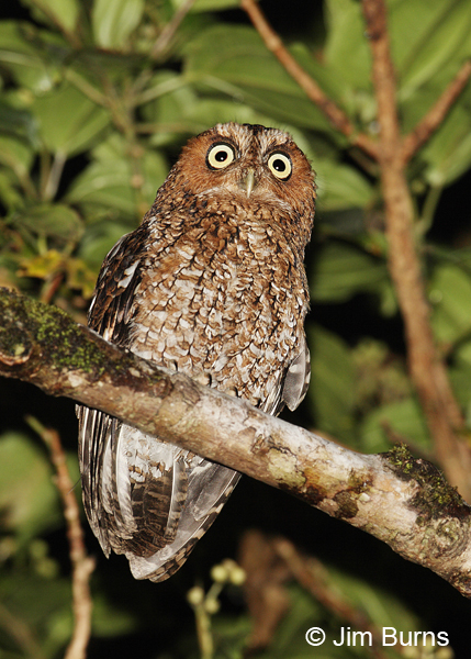 Bare-shanked Screech-Owl ventral view