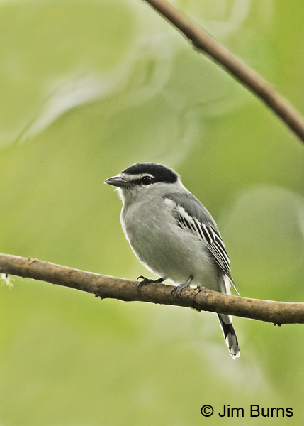 Black-and-white Becard male