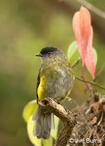 Black-and-yellow Silky-Flycatcher female