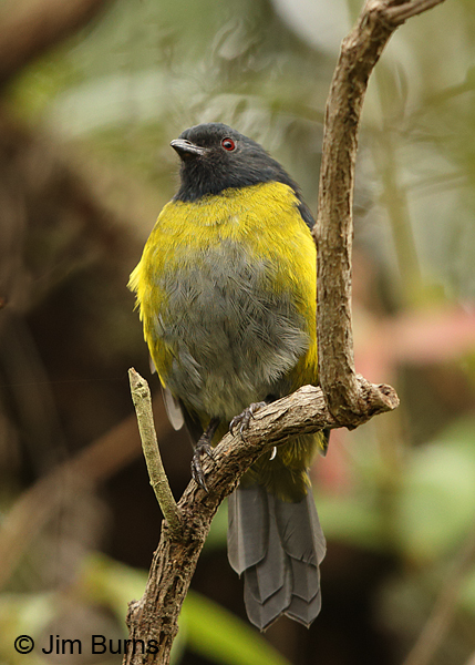 Black-and-yellow Silky-Flycatcher male ventral view