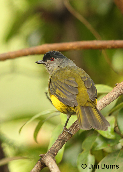 Black-and-yellow Silky-Flycatcher female dorsal view