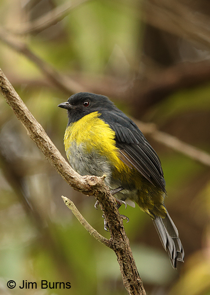 Black-and-yellow Silky-Flycatcher male