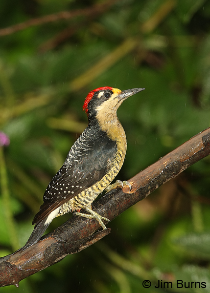Black-cheeked Woodpecker male