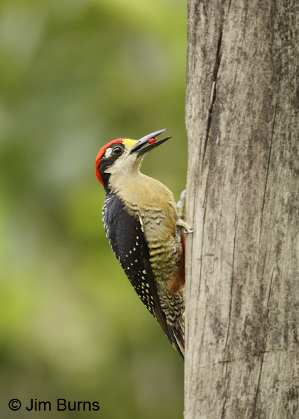 Black-cheeked Woodpecker male with berry
