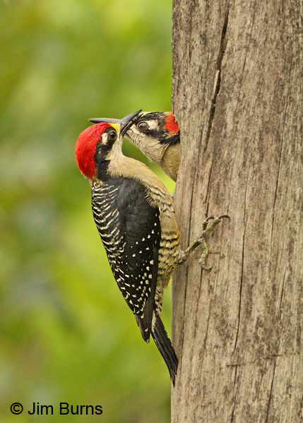 Black-cheeked Woodpecker pair at nest
