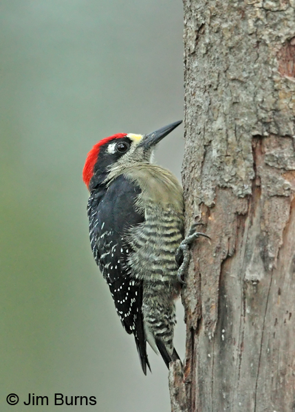 Black-cheeked Woodpecker male at breakfast