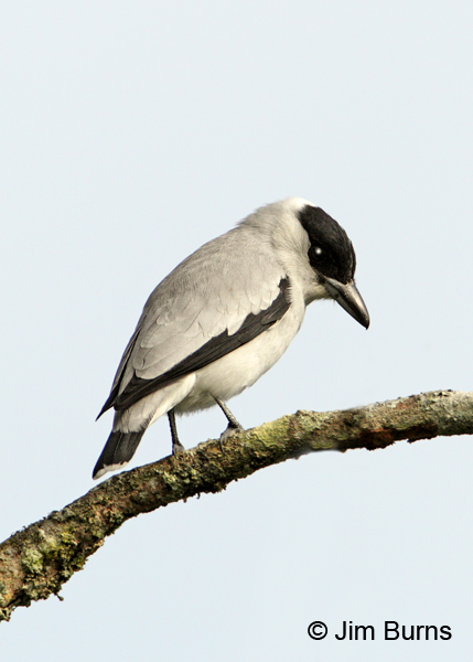 Black-crowned Tityra male