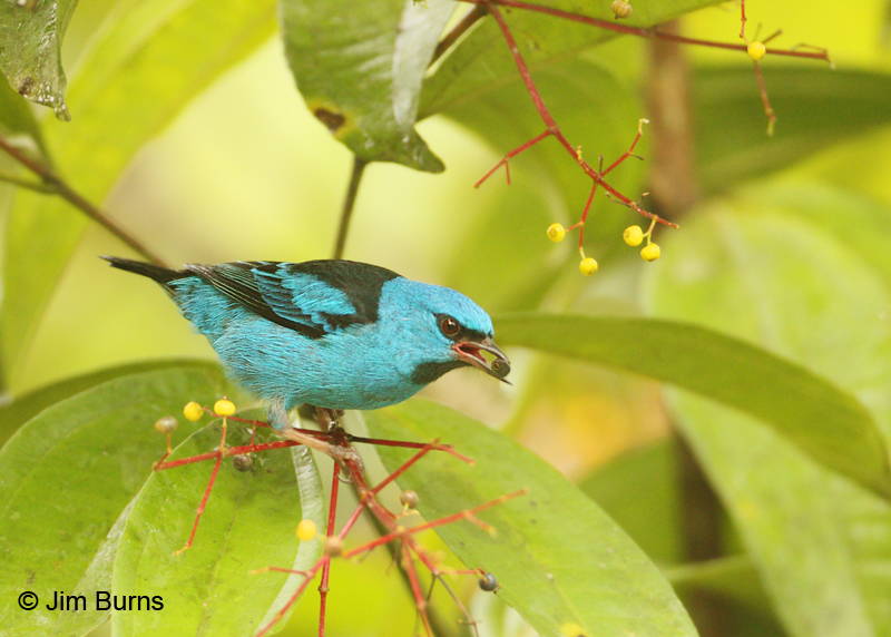Blue Dacnis male with berry