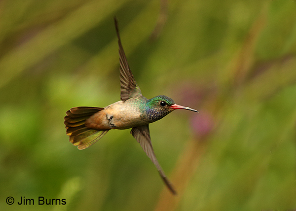 Blue-throated Goldentail in flight