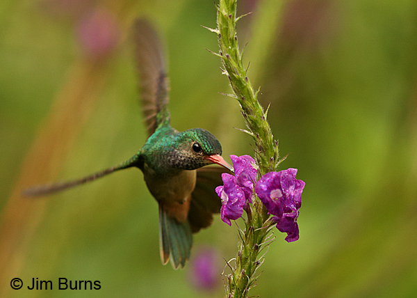 Blue-throated Goldentail at Verbena