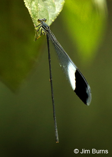 Blue-winged Helicopter male #2, Guapiles, CR, December 2017