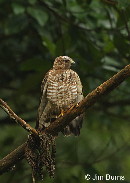 Broad-winged Hawk adult drying wings