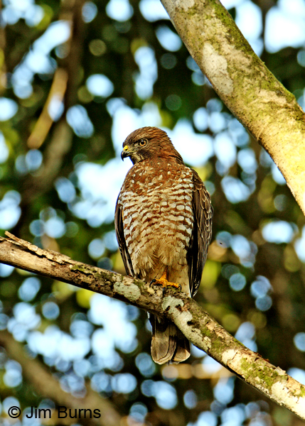 Broad-winged Hawk adult