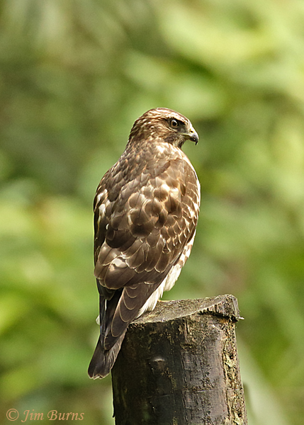 Broad-winged Hawk dorsal view #2