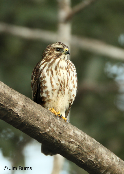Broad-winged Hawk juvenile