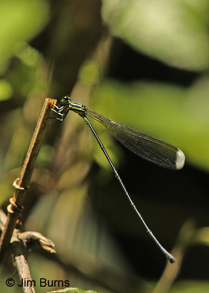 Bromeliad Helicopter female, Arenal, CR, August 2014