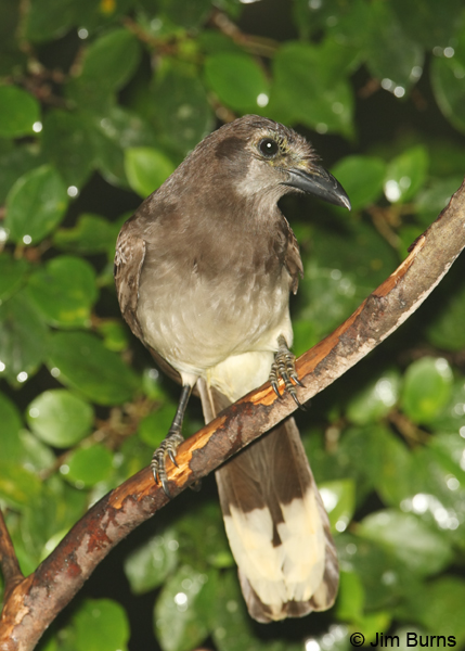 Brown Jay ventral view