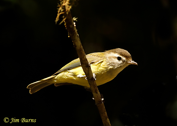 Brown-capped Vireo--6410