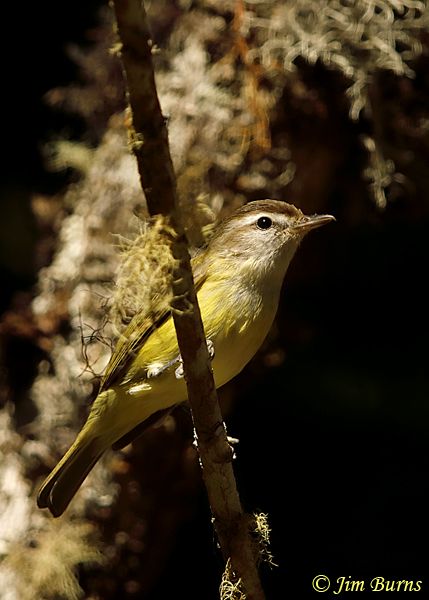 Brown-capped Vireo on moss--6422