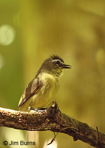 Brown-capped Tyrannulet calling