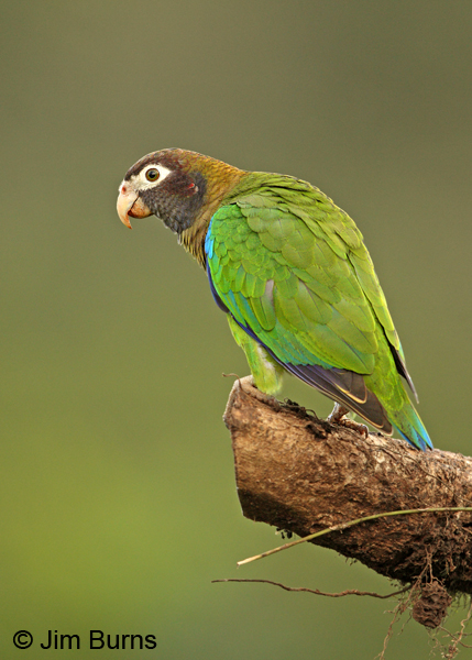 Brown-hooded Parrot dorsal view