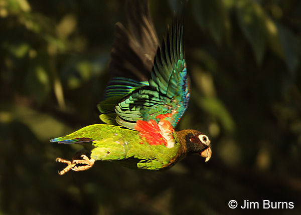 Brown-hooded Parrot in flight