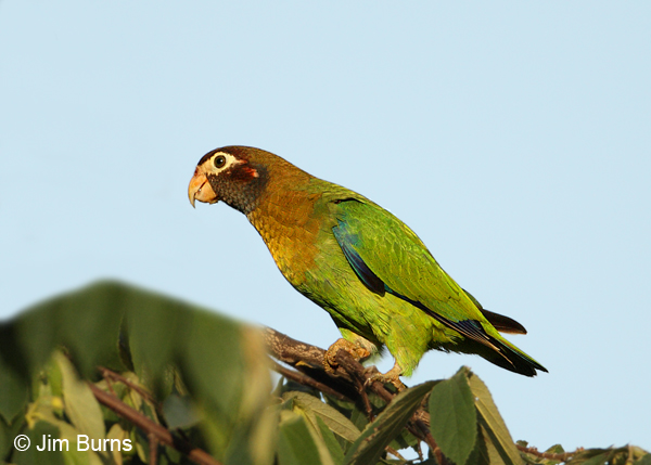 Brown-hooded Parrot on branch