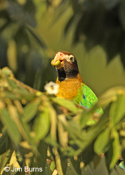 Brown-hooded Parrot with fruit
