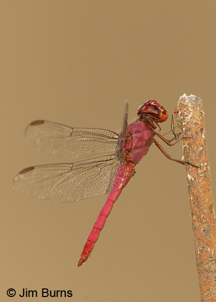 Carmine Skimmer male with red insect, Solimar, C.R., December 2013