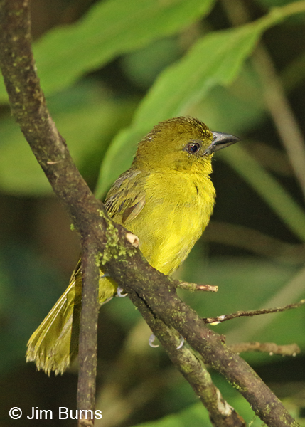 Carmiol's Tanager ventral view