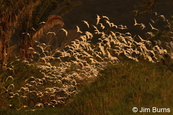 Cattle Egrets, river of egrets at sundown
