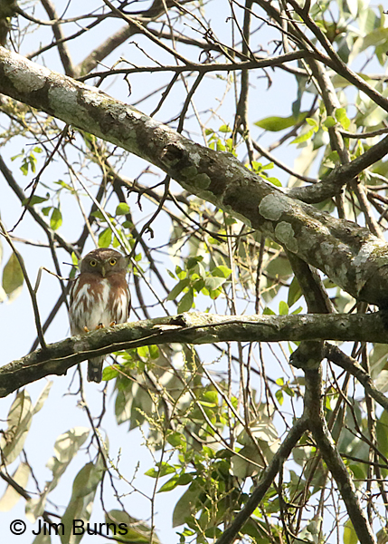 Central American Pygmy-Owl looking at camera