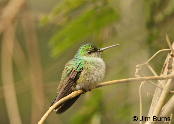 Charming Hummingbird male