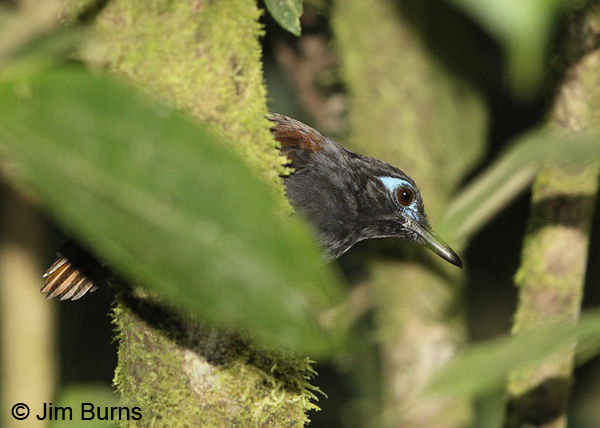 Chestnet-backed Antbird male Caribbean in forest