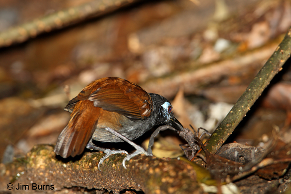 Chestnut-backed Antbird male Pacific race with scorpion