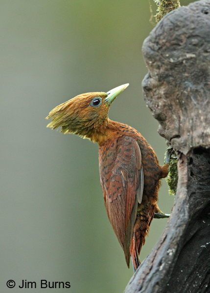 Chestnut-colored Woodpecker female