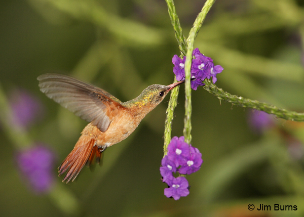 Cinnamon Hummingbird at Verbena