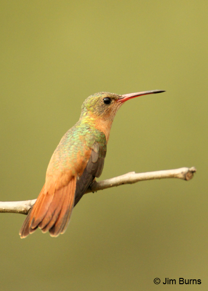 Cinnamon Hummingbird dorsal view