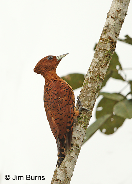 Cinnamon Woodpecker female #3