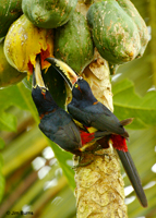 Collared Aracaris on Papaya